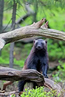 Gulo: Wolverine