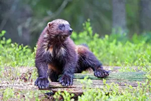 Gulo: Wolverine