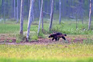 Gulo: Wolverine