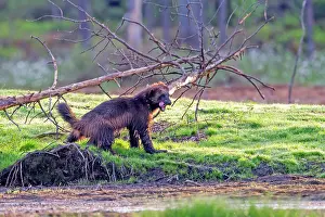 Gulo: Wolverine