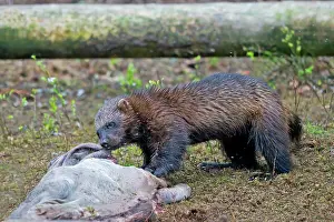 Gulo: Wolverine