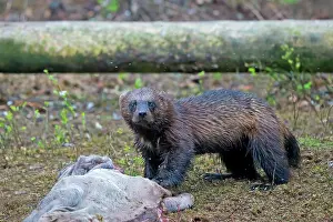 Gulo: Wolverine