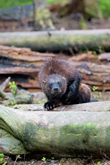 Gulo: Wolverine