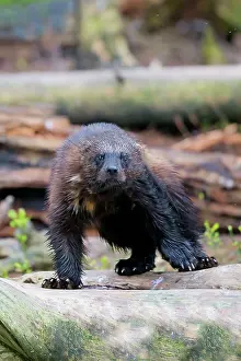 Gulo: Wolverine