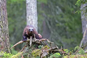 Gulo: Wolverine