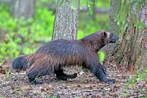Gulo: Wolverine
