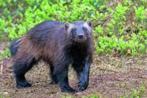 Gulo: Wolverine