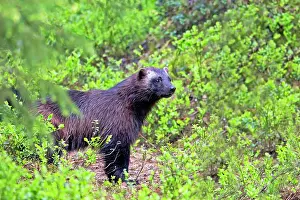 Gulo: Wolverine