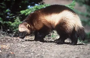 Smelling: WOLVERINE