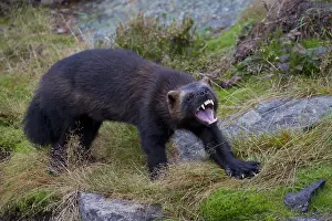 Gulo: Wolverine - adult animal - Haerjedalen, Sweden