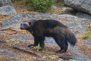 Gulo: Wolverine - adult animal - Haerjedalen, Sweden