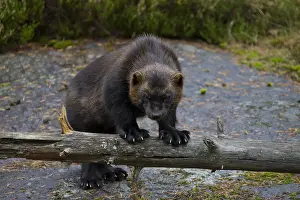 Gulo: Wolverine - adult animal - Haerjedalen, Sweden