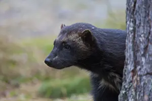 Gulo: Wolverine - adult animal portrait - Haerjedalen, Sweden