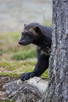 Gulo: Wolverine - adult animal portrait - Haerjedalen, Sweden