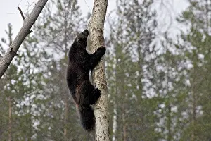 Gulo: Wolverine - climbing tree