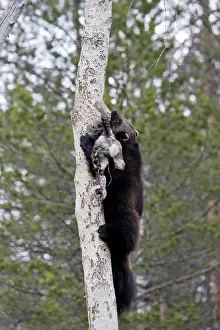 Gulo: Wolverine - climbing tree with prey