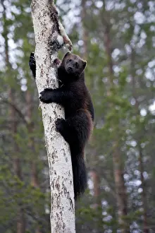 Gulo: Wolverine - climbing tree with prey