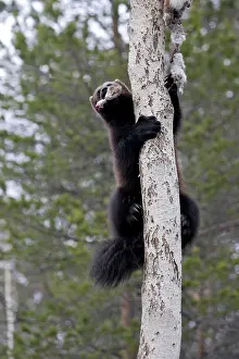 Gulo: Wolverine - climbing tree with prey