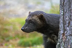 Swedish: Wolverine (Gulo gulo) in boreal forest on the taiga