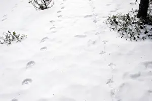 Gulo: Wolverine (Gulo gulo) & Capercaillie (Tetrao urogallus)