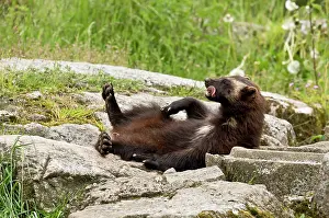 Gulo: Wolverine (Gulo gulo) in captivity. Sk ones Dyrepark
