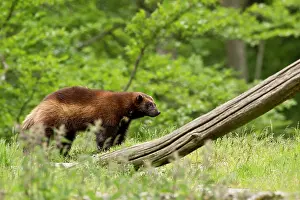 Gulo: Wolverine (Gulo gulo) in captivity. Sk ones Dyrepark