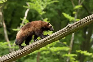 Gulo: Wolverine (Gulo gulo) in captivity. Sk ones Dyrepark
