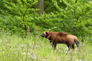 Gulo: Wolverine (Gulo gulo) in captivity. Sk ones Dyrepark