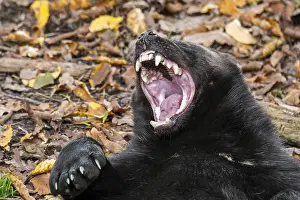 Siberia: Wolverine (Gulo gulo), glutton yawning and showing