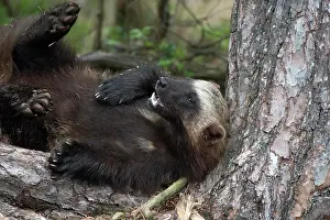 Gulo: Wolverine (Gulo gulo) laying with its back against