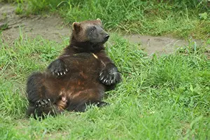 Relaxing: Wolverine (Gulo gulo), Lying, Back, Relaxing, Captive