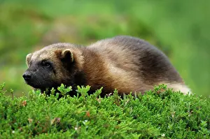 Gulo: Wolverine (Gulo gulo), northern Norway, Scandinavia
