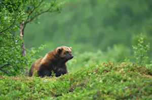 Gulo: Wolverine (Gulo gulo), northern Norway, Scandinavia