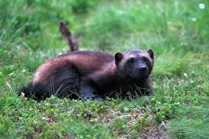 Gulo: Wolverine (Gulo gulo), portrait, northern Norway