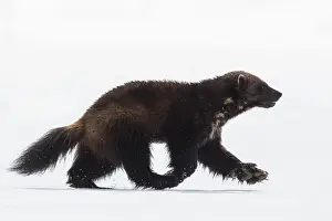 Gulo: Wolverine (Gulo gulo) on the run in the snow, F