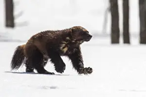 Gulo: Wolverine (Gulo gulo) running through the snow