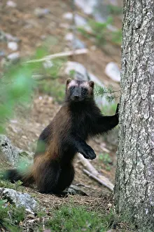 Tough: Wolverine leening on tree trunk