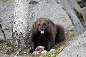 Gulo: Wolverine - with prey