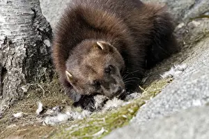 Gulo: Wolverine - with prey