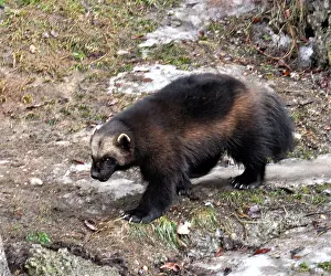 Gulo: Wolverine - searching for food in late winter melting snow
