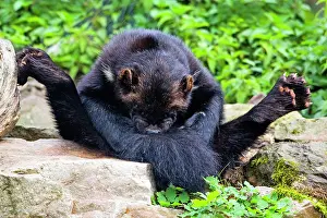 Gulo: Wolverine; sitting on its haunches, cleaning its