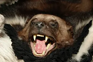 Trophy: Wolverine - skin