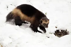 Gulo: Wolverine - in snow