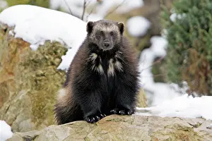 Gulo: Wolverine - in snow