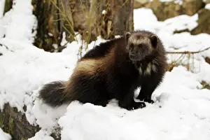 Gulo: Wolverine - in snow