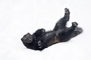 Wolverine: Wolverine snow