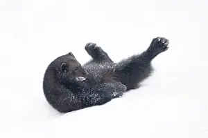 Wolverine: Wolverine snow
