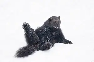 Wolverine: Wolverine snow