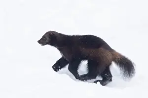 Wolverine: Wolverine snow