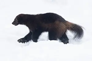 Wolverine: Wolverine snow